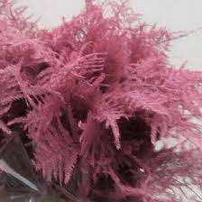 Asparagus Fern Dyed Pink Yes That S Right This Fabulously Wonderful Pink Asparagus Is Available Now Asparagus Fern Flowers For Everyone Wholesale Flowers