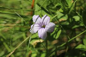 Image result for Xyris natalensis