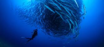 A marine biologist career shows that they conduct research on aquatic life and publicize the findings of their research in both academic and popular articles. Ask Our Scientists Marine Conservation Institute