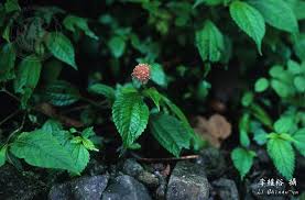 Image result for Lecanthus peduncularis