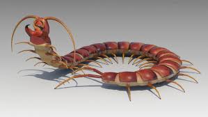 Centipede Centipede Characters Animals Insecten