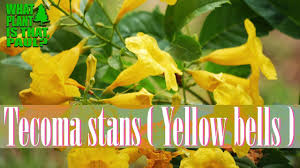 Drought tolerant yellow bells for warm season color. Yellow Elder Facts And Health Benefits