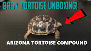 During the ttpg field trip in 2018 special thanks to ttpg, ttpg members and also reid at socal reptiles for the video clips. Baby Ibera Tortoise Unboxing Review Arizona Tortoise Compound Youtube