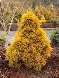 Image result for Marsdenia sylvestris