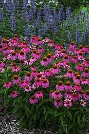 Pin On Flowers 1