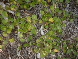 Image result for Centella glabrata