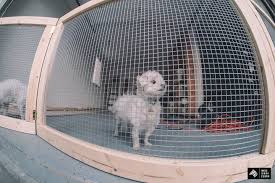 We did not find results for: Homemade Puppy Fence Cheap Buy Online