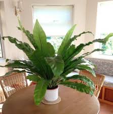 Birds Nest Fern Cats Bird Nest Fern Asplenium Nidus Bird Nest Fern Plants House Plants
