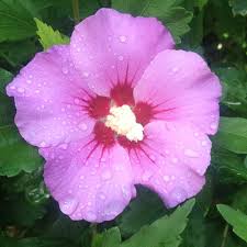 Image result for Hibiscus dongolensis