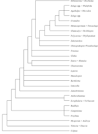 Image result for Selago dinteri