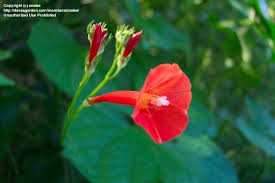 Image result for Ipomoea hederifolia