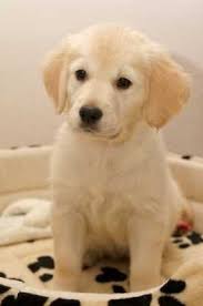 Sep 26, 2020 · the miniature golden retriever, aka comfort retriever, is a cute, energetic, and loyal mixed breed. Dog Names Dog Insurance Retriever Puppy Cute Baby Animals