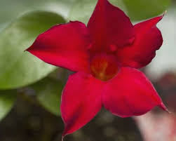 18 valuable vines to plant in your garden. How To Grow Mandevillas