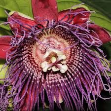 Image result for Passiflora sanguinolenta