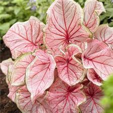 1bag 50pcs Japanese Caladium Bicolor Bonsai Balcony Rare Flower Home Amp Garden Easy To Grow Best Seeds Online Free Shipping Worldwide Bestseedsonline Com Rare Flowers Flower Seeds Plants