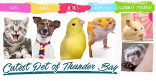 These are amateur or unsorted. Thunder Bay S Cutest Pets Tbnewswatch Com