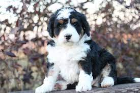 Bernedoodle puppies for sale your search returned the following puppies for sale. Male Black Tri Mini Bernedoodle Los Angelas California