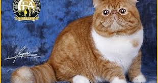American Shorthair