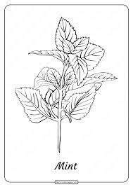 Free printable flowers pdf coloring pages 16 some flowers produce diaspores without fertilization (parthenocarpy). Pin On Plants