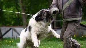 We did not find results for: Russian Prison Dogs Fearless Guards Of Violent Prisons