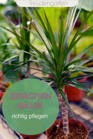 Drachenbaum Pflegen Drachenbaum Pflanzen Zimmerpflanzen