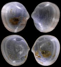 Image result for Subularia monticola