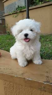 Holen Sie Sich Ihren Hund Von Profis Trainiert Puppylove Puppylover Puppy Maltese Dogs Maltese Puppy Cute Puppies