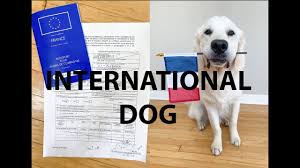 Most importantly, the interaction, bond, and time spent with your new puppy is the ultimate way to get to know and socialize your furry friend. International Pet Travel Dont Stop Retrieving