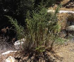 Image result for Suaeda articulata