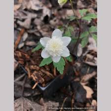 Image result for Anemone transvaalensis