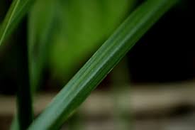 Image result for Cyperus dubius