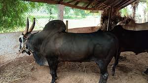 Jallikattu Kaalai Photos Kaalai Photos Youtube Balu, has musical score by deva and was a diwali release. jallikattu kaalai photos kaalai