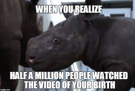 The 5 Baby Rhino Memes You Need In Your Life Right Now