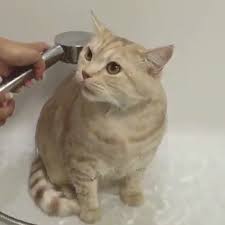 This Cat Loves Taking Shower Is She One In A Million Shower Kitty 9gag 9gagmobile Cats Crazy Cats Cat Love