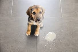 If your dog is otherwise healthy — and he's eating. Dog Vomiting Color Guide Everything You Need To Know Pawleaks