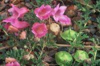 Image result for Dicerocaryum senecioides