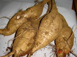 Image result for Pueraria