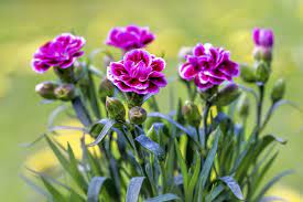 Growing And Caring For Miniature Potted Carnations Mini Carnations Carnation Plants Growing Carnations