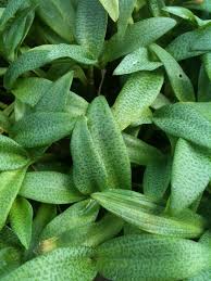 Image result for Ledebouria Unidentified sp. no1.