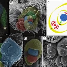 Image result for Hypolytrum heteromorphum