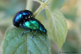 Cobalt Milkweed Beetle Blue And Green Cobalt Milkweed Beetle Chrysochus Cobaltinus All Rights Reserved C Snezana Petrovic Milkweed Beetle Animals