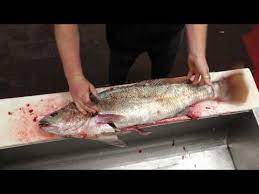 How To Fillet A Jewfish - Youtube