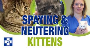 The aspca strives to make all animals will be examined by a veterinarian to determine if they appear healthy and can. Neutering Your Cat Low Cost Neutering For Cats White Cross Vets