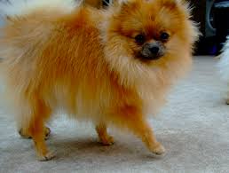 Maybe you would like to learn more about one of these? Kc Registered Orange Sable Pomeranian Girl Chester Le Street County Durham Pets4homes