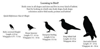 Shape Your Birding Knowledge With This Chart The Spokesman