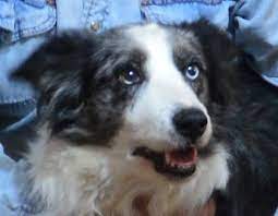 Angel Looking For Her Forever Family Since 2013 Senior Border Collie The Foster Pack Dog Adoption Border Collie Border Collie Rescue