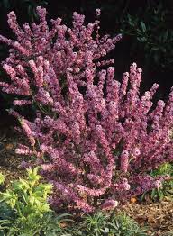 Image result for Daphne mezereum
