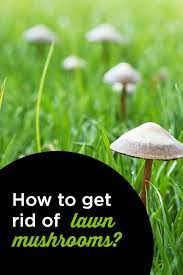 How To Get Rid Of Lawn Mushrooms Mushrooms In Lawn Stuffed Mushrooms Mushrooms Growing In Grass