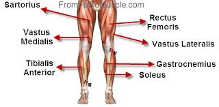 Quad leg muscles anatomy labeled diagram, vector illustration fitness poster. Simple Diagram Of Leg Muscles Body Systems Leg Muscles Human Body