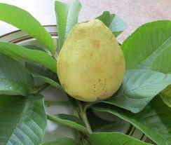 Trees are essential to our existence. Peruvian White Tropical Guava Tree Just Fruits And Exotics